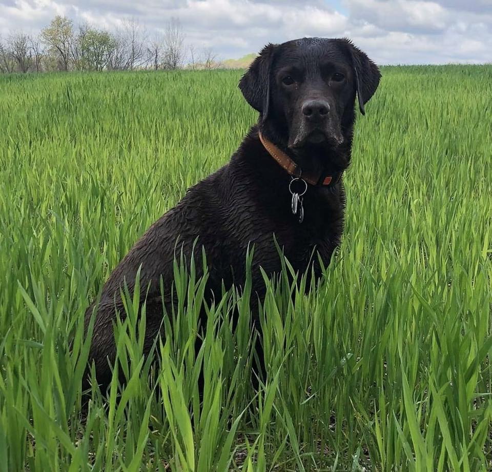 Purebred Labrador Retriever portrait