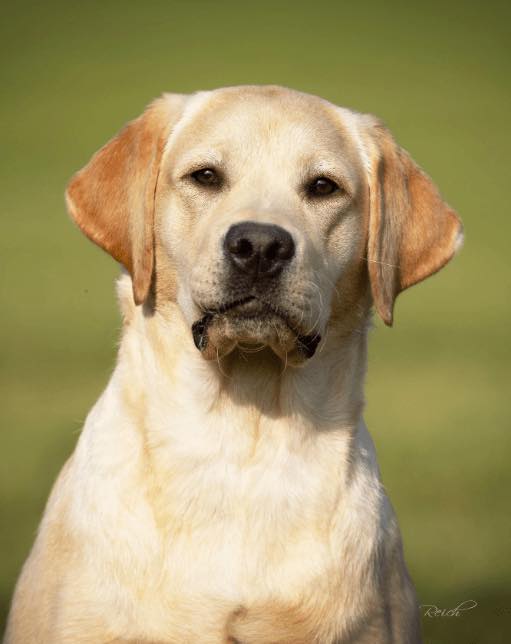 Purebred Labrador Retriever portrait