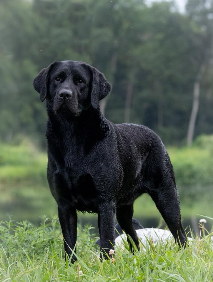Purebred Labrador Retriever portrait