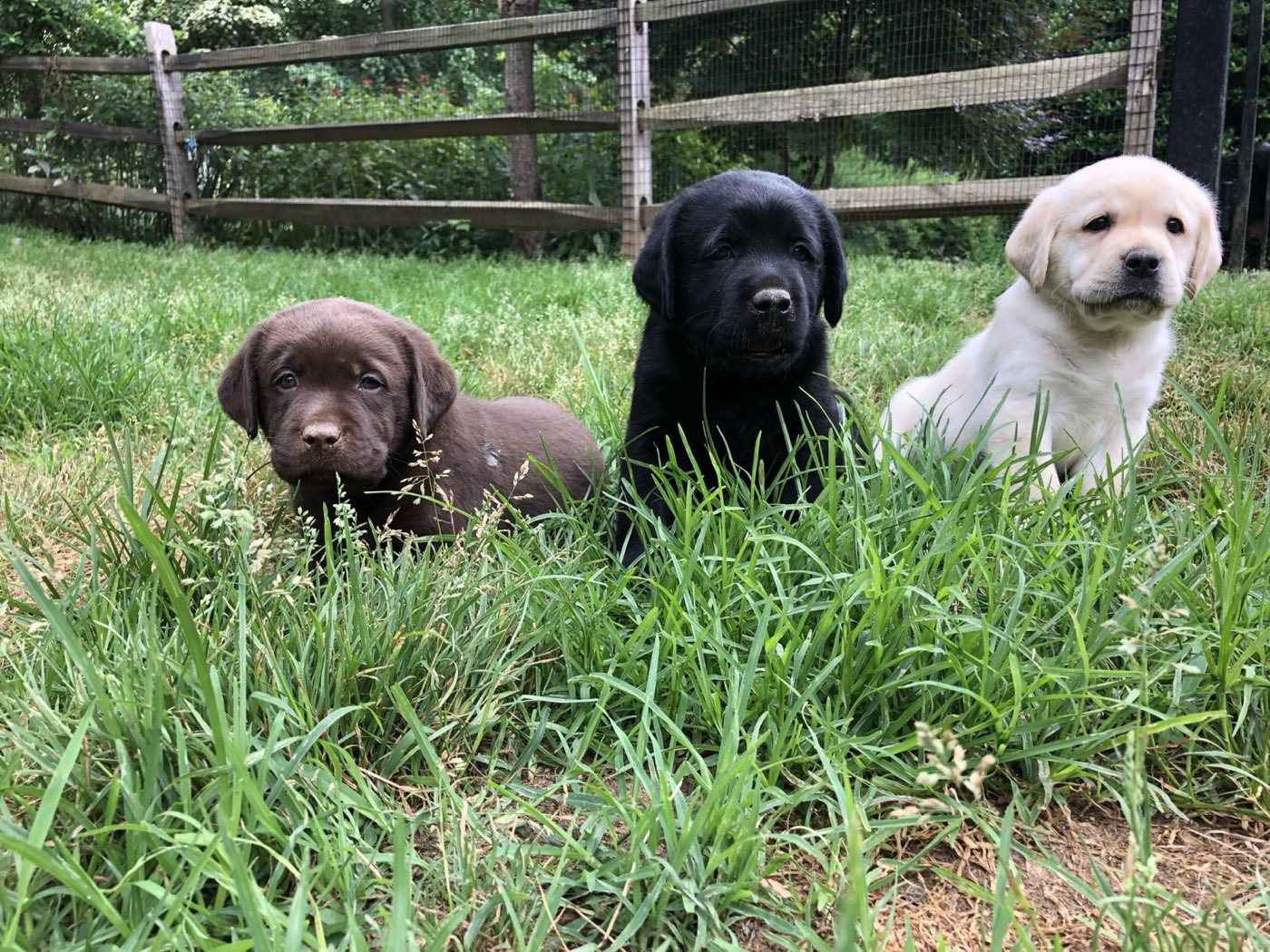 Three Labradors of the standard colors: Black, Yellow, Chocolate