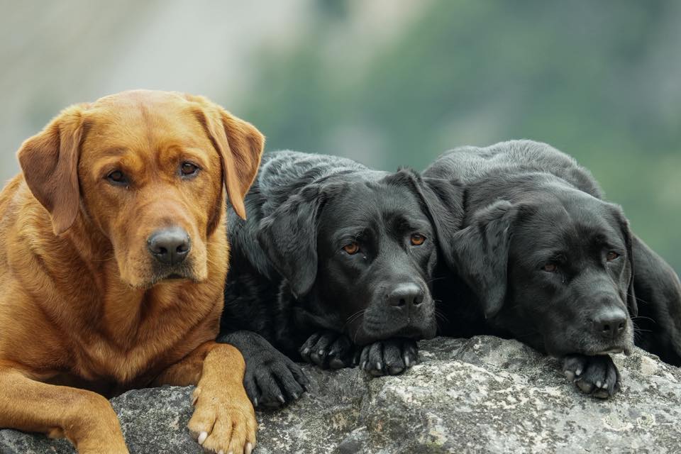 Black, Yellow, and Chocolate Labrador Retrievers working in a field