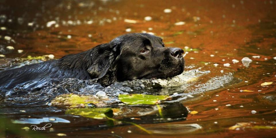 Black, Yellow, and Chocolate Labrador Retrievers working in a field