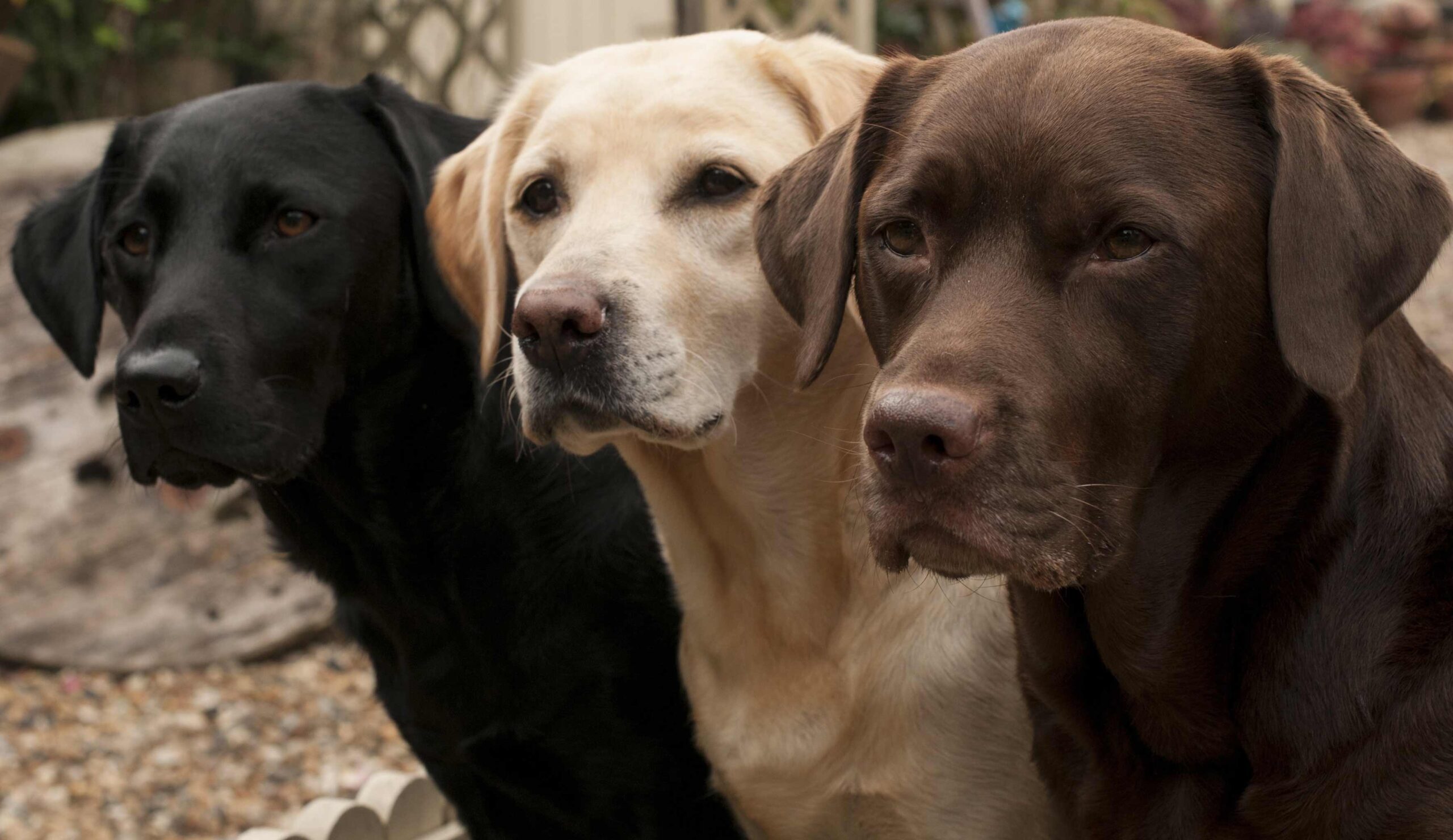 True Labrador